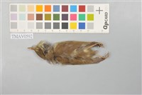 藏品(日本柳鶯)的圖片